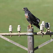 Jackal Buzzard