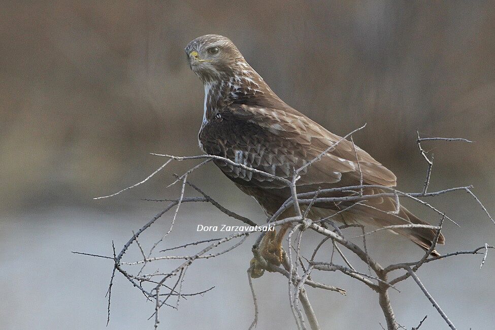 Common Buzzard