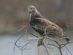 Common Buzzard