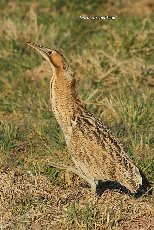 Eurasian Bitternadult, walking