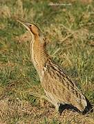 Eurasian Bittern