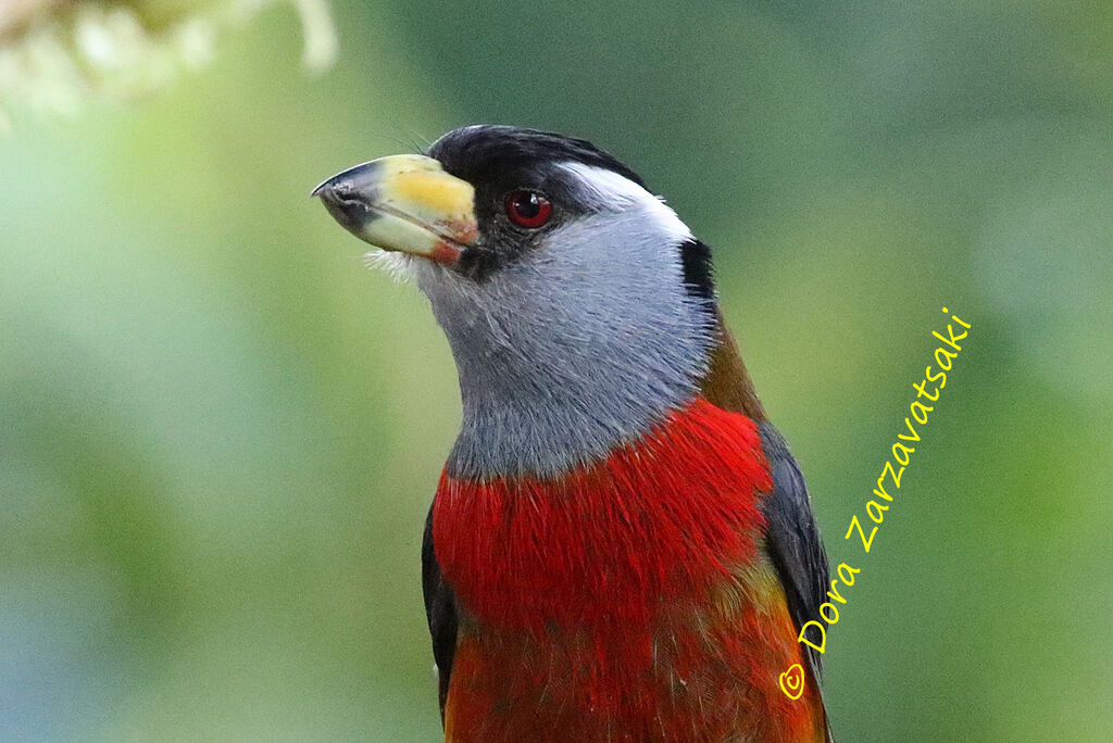 Toucan Barbet male adult, identification