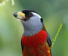 Toucan Barbet