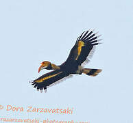 Great Hornbill