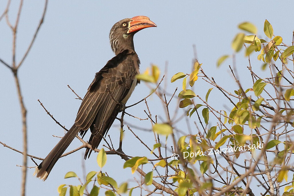 Crowned Hornbill male adult