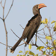 Crowned Hornbill