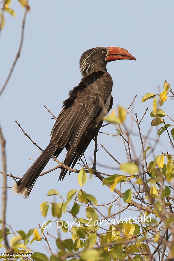 Crowned Hornbill male adult, identification