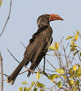 Crowned Hornbill