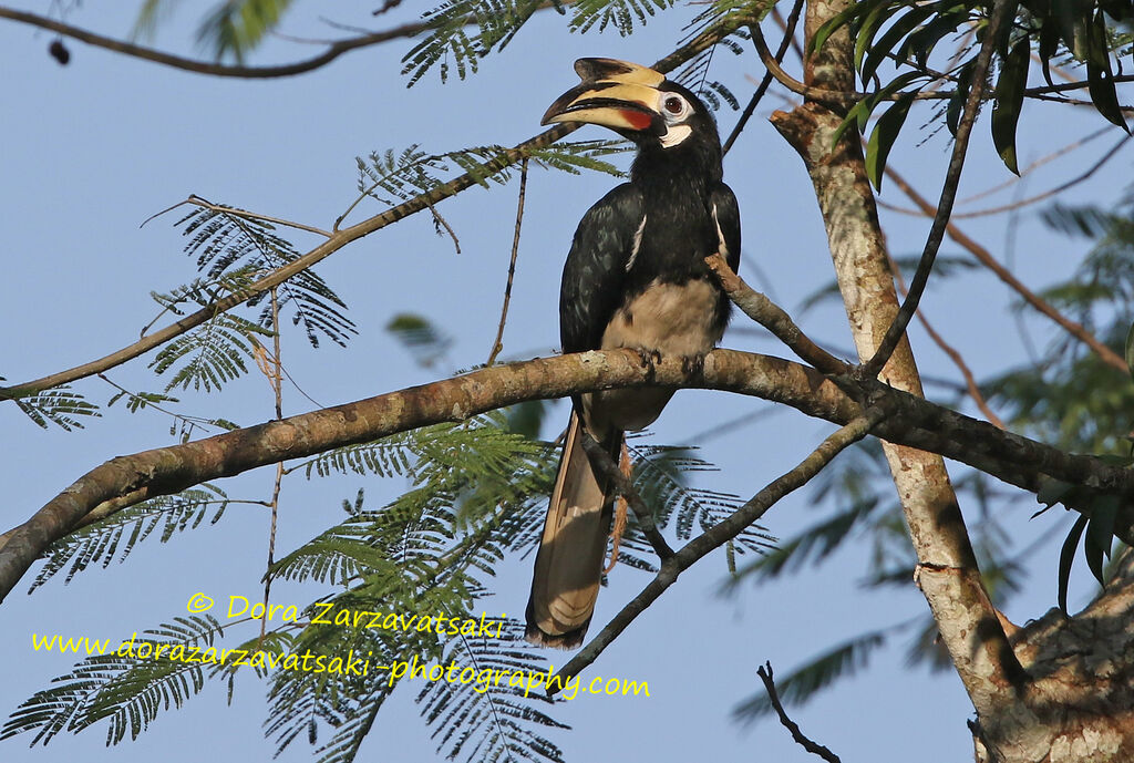 Oriental Pied Hornbill female adult, identification