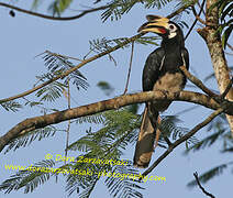 Oriental Pied Hornbill