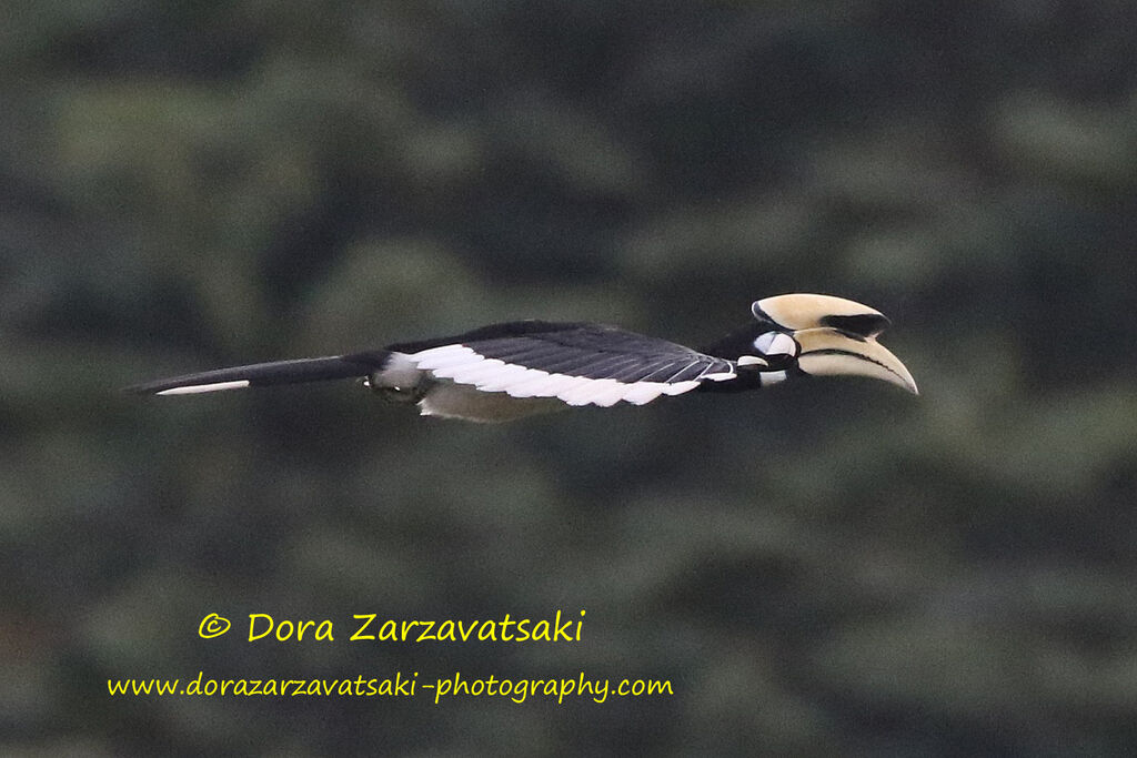 Oriental Pied Hornbill, Flight