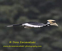 Oriental Pied Hornbill