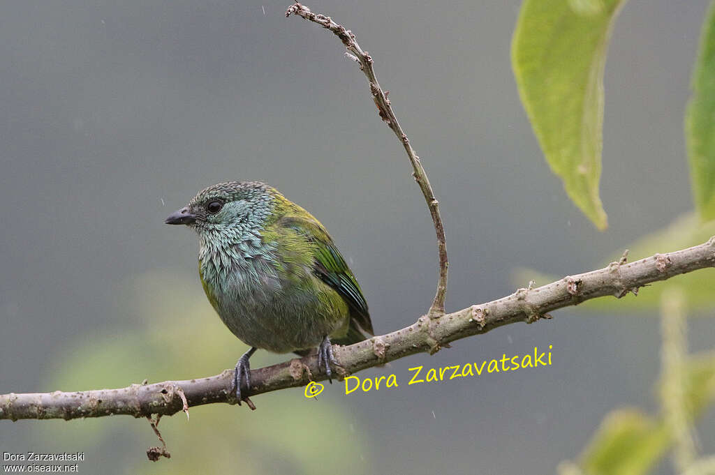 Black-capped Tanager female adult, close-up portrait