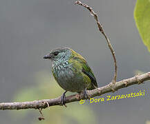 Black-capped Tanager