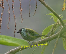 Black-capped Tanager