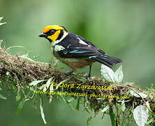 Flame-faced Tanager