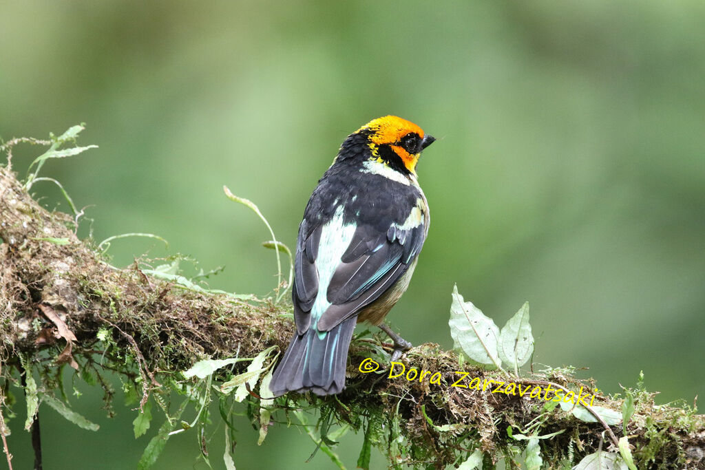 Flame-faced Tanageradult, identification