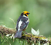 Flame-faced Tanager