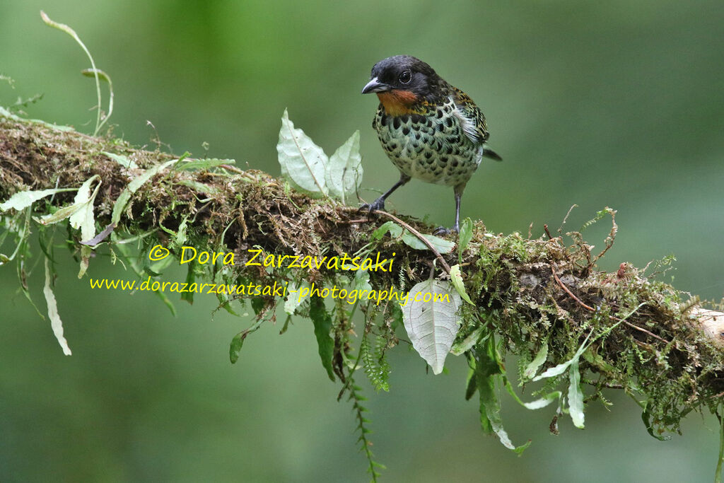 Rufous-throated Tanageradult, identification