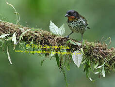 Rufous-throated Tanager