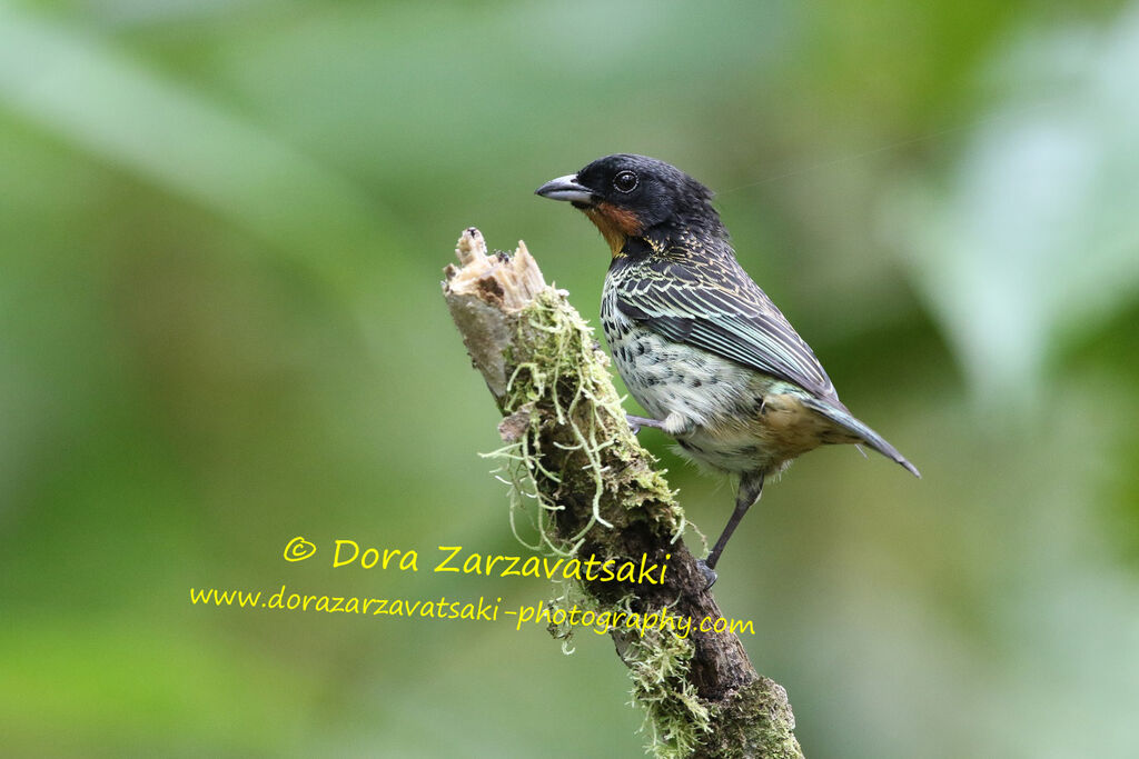 Rufous-throated Tanageradult, identification