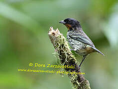 Rufous-throated Tanager