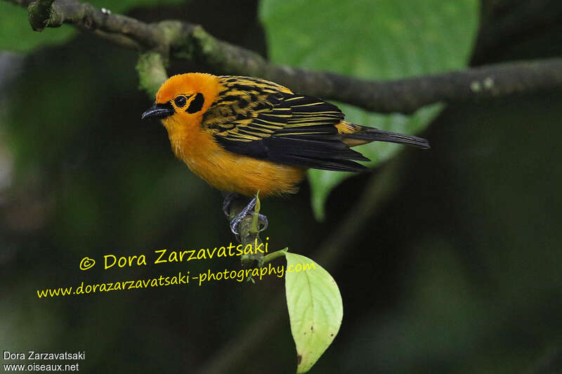 Golden Tanager male adult, identification