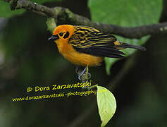 Golden Tanager