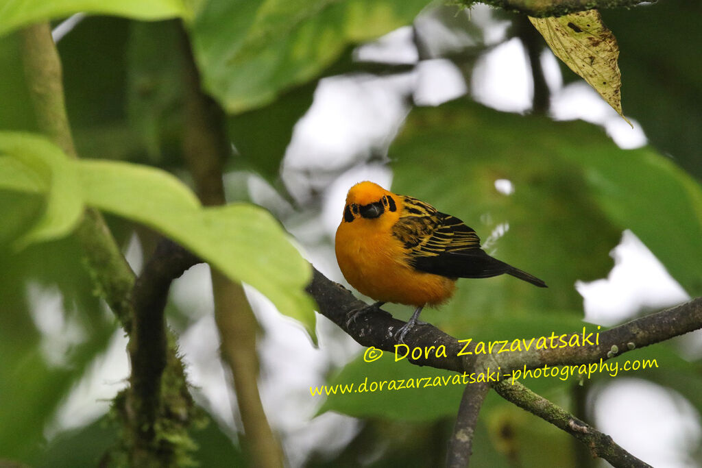 Golden Tanager male adult, identification