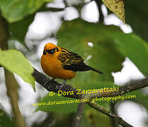 Golden Tanager