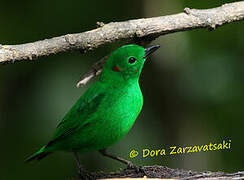 Glistening-green Tanager