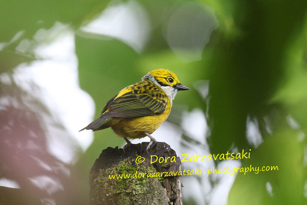 Silver-throated Tanager male adult, identification