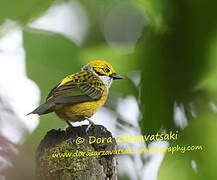 Silver-throated Tanager