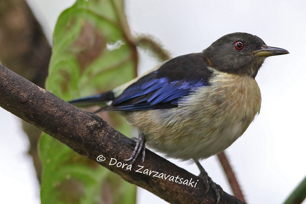 Golden-collared Honeycreeper male adult, close-up portrait