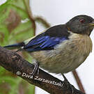 Calliste sucrier