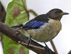 Golden-collared Honeycreeper