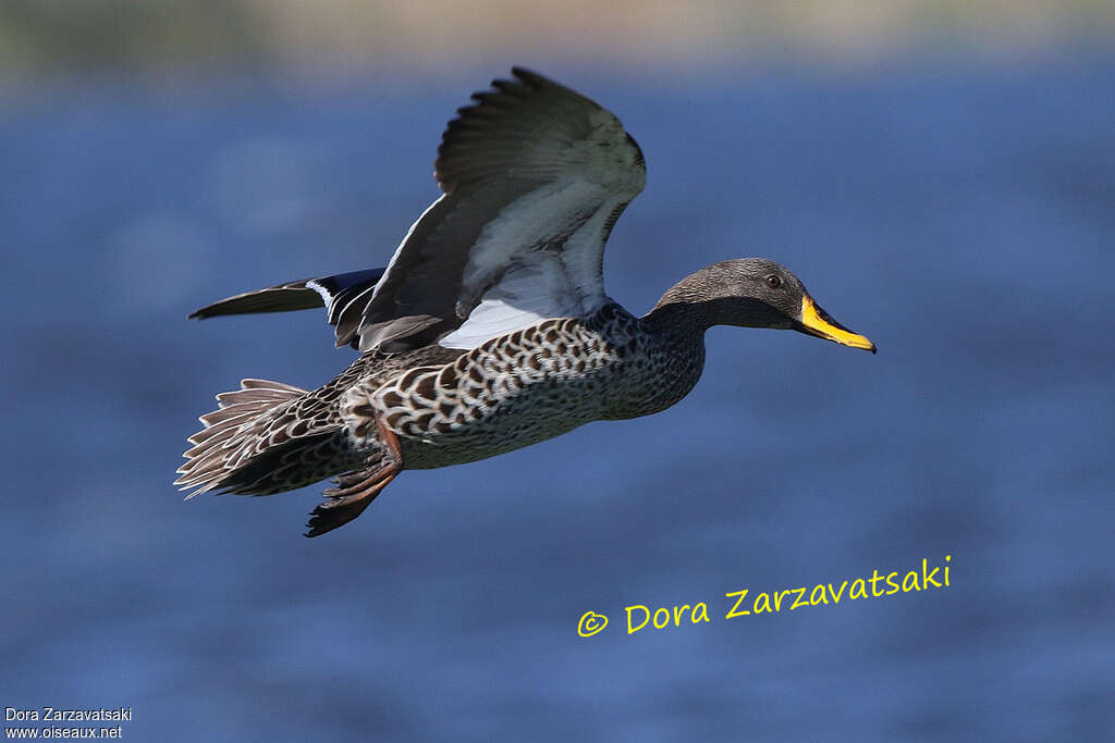 Canard à bec jauneadulte, Vol