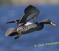 Canard à bec jaune