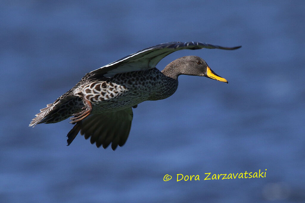 Yellow-billed Duckadult, Flight