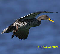 Yellow-billed Duck