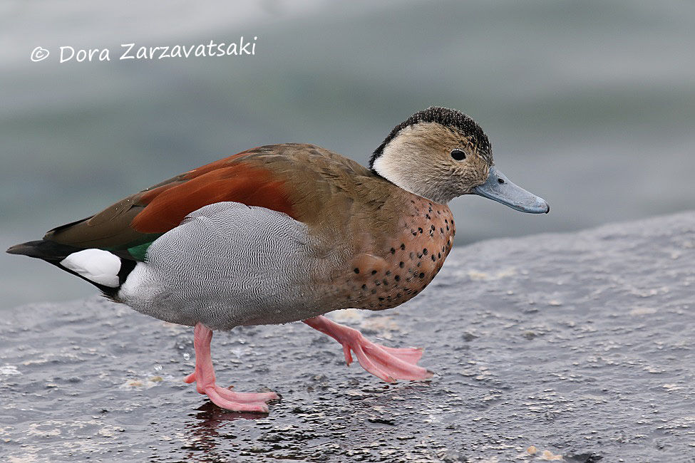 Canard à collier noir, marche