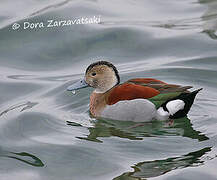 Ringed Teal