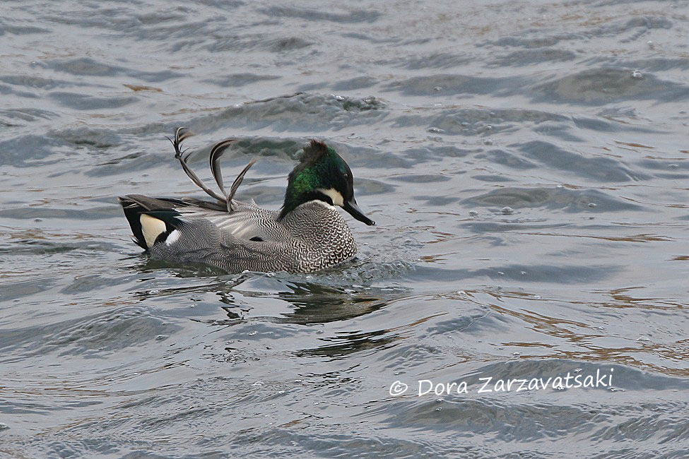 Falcated Duck