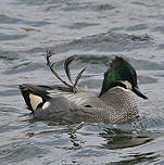 Canard à faucilles