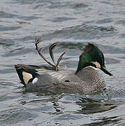Falcated Duck