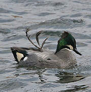 Canard à faucilles