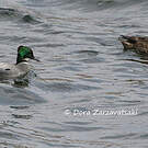 Canard à faucilles