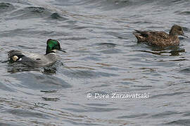 Falcated Duck