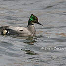 Canard à faucilles