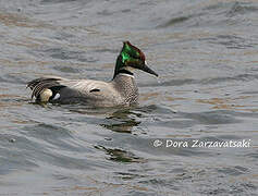 Falcated Duck